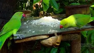 Wildlife Dining Drama: Squirrel vs Parrots