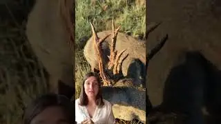 Abaten un corzo que es digno de ver