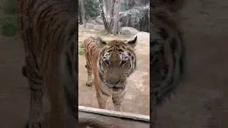 Poor Tiger at Emirates Park Zoo & Resort Abu Dhabi #shamigondal40 #videoghraphy #nature #travel #uae