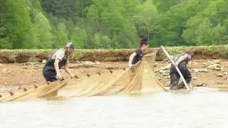 Where Do Koi Come From