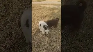 Fight between German Shepherd puppy vs Afghan kochi..