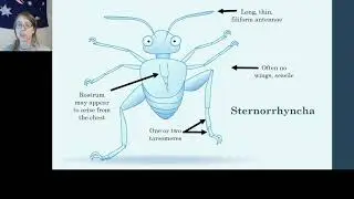 Video 9 - Sternorrhyncha part 1 - Overview by Amy Springer