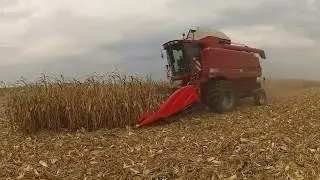 Tianren Corn Head with CASE 2388 Working Video