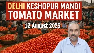 Keshopur Mandi | tamatar ka bhav | Tomato Price Today | 12 Aug 25 #tomato #tamatar #keshopurmandi
