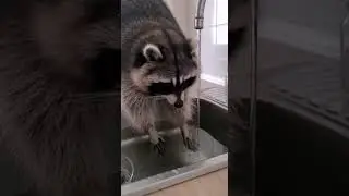 A raccoon calmly washing dishes #Raccoon #ASMR#OddlySatisfying#AnimalASMR #CleanTok#ViralVideo#Relax