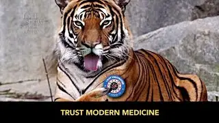 I Saw A Vaccinated Tiger