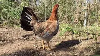 Possum sweater hen (gallina sweater)