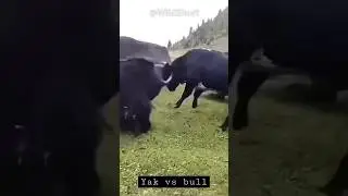 Як против Быка | Самый большой и агрессивный бык в мире! #як #бойбыков
