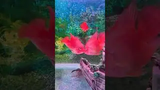 Return from the brink of death | PARROT FISH | treatment #parrotfish #aquariumfish #trending