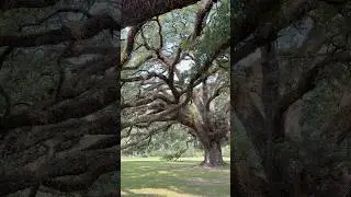 Old & Majestic Oak Trees #nature #tree #old #majestic #oaktrees #oaktree #plants ￼￼#localrestaurant