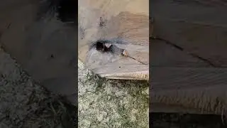 Modern Logging Technology; Harvest Head in Action
