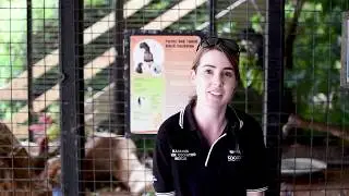 It's all about the black cockatoos