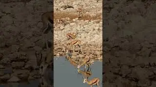 Springbok at Etosha National Park, Namibia.