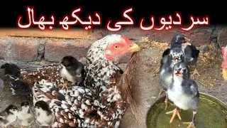 Aseel Chicks Care in Winter - Aseel Chuzon ki dekhbhal