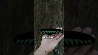 Rajah Brooke's Birdwing Butterfly