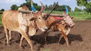 Bullockcart walking style in water| cow videos| Bullockcart heavy load| Bullo cart | racing video