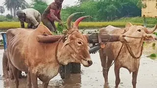 bullock cart heavy mud work for agriculture land of farmer