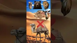 Halal Indian Camel 🐪 Eid Mubarak #trending #viral #shorts #islamicshorts #camel