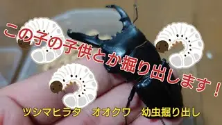 ツシマヒラタ　オオクワ　菌糸ビン交換