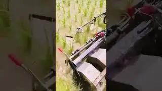 Advanced machine for rice weed removal #farming #agriculture #shorts
