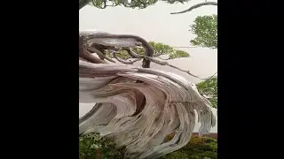 Bonsai nhat ban.japan bonsai world convention in japan.2017 Nhung tuyet pahm