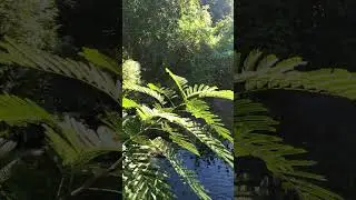 Florida Man Encounters Chinese Albizia - Legume