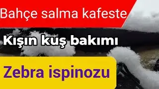 Kış aylarında Hint bülbülü bakımı  Zebra ispinozu salma kafeste bakımı