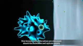 EWOS robust (eng cc)
