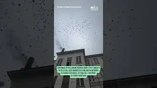 Il liceo Moreschi ricorda Chiara Costanzo: minuto di silenzio e palloncini bianchi in cielo #shorts