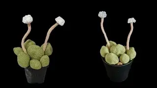 How to crochet Crassula Tecta ,flowering Succulent plant