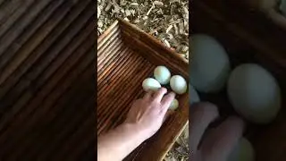 Egg collecting! Happy Easter!