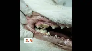 PETGS