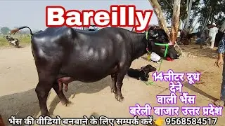 देवचरा बरेली पशु बाजार उत्तर प्रदेश Live update video 
