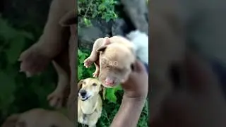 cute indian dog puppy 🐕🐶 || indian dog #dog #dogbreed #shorts #short