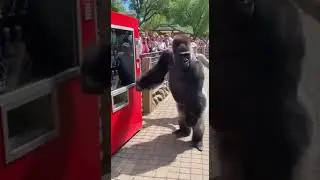 Gorilla Caught Buying a Drink! 🦍🥤 #funnyanimals #gorilla  #smartanimals #shorts