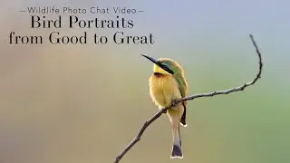 Bird Portraits from Good to Great with Richard Flack