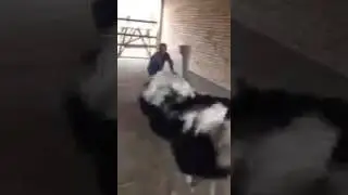 Мужик и страус прикол