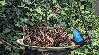 The Original Mackinac Island Butterfly House & Insect World
