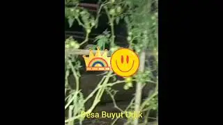 Ecofarming Fotosintesa ataupun Ecofarming Original pada Tanaman Tomat Rampai