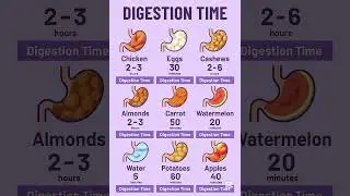 How Long Does It Take to Digest Your Food? | Digestion Time Chart Explained
