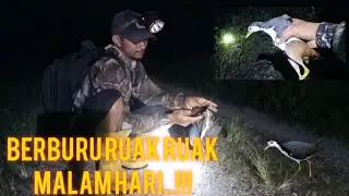 CARA BERBURU BURUNG RUAK- RUAK MALAM HARI‼️ SANGAT MUDAH ‼️
