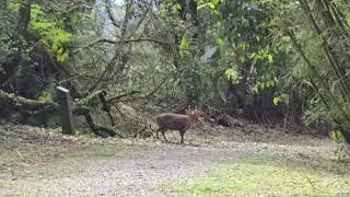 山羌🐐🤩（環七星山人車分道-絹絲瀑布段涼亭）