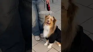 Все для хороших мальчиков в Зоозавре!