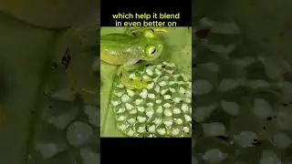 Glass Frogs Are SEE THROUGH!🐸🐸👀#animals #animalfacts #shorts
