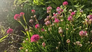 Çim Karanfili (Armeria Maritima) 17 Nisan 2023