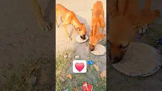 help street animals #animallovers #doglove #love #feeding #hungry #puppy #cute #trending #shorts