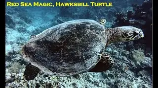A Turtle Gave Me the Best Shot of My Life &mdash; Red Sea Magic!