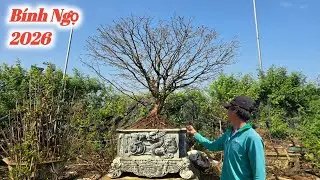 Mai Vàng Bình Định Tết Bính Ngọ 2026. Vườn Mai Vàng BonSai Thanh Hải An Nhơn Giao Lưu #0935699998