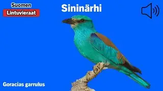 Sininärhi - Coracias garrulus - European Roller - blåkråka - CORGAR