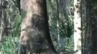 Stealth Bigfoot or Entity? Enhancement of Bob Garrett's 